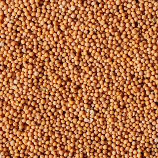 {Muștar (Boabe) true} - imagine 1